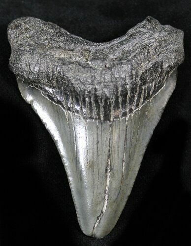 Bargain Juvenile Megalodon Tooth - South Carolina #27995